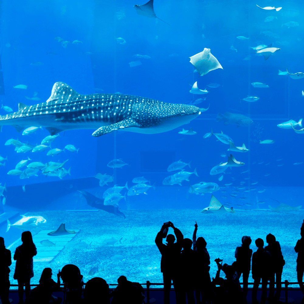 Wander inside the Downtown Aquarium