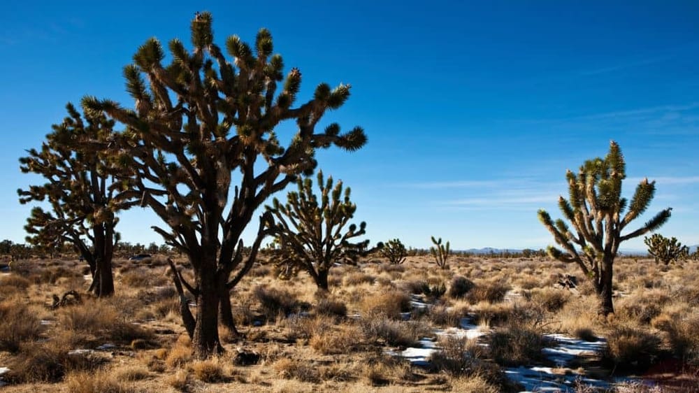 ATV Desert Adventure