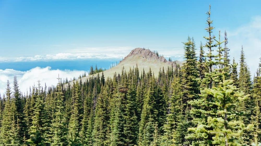 Customized Tours – Olympic National Park Tour