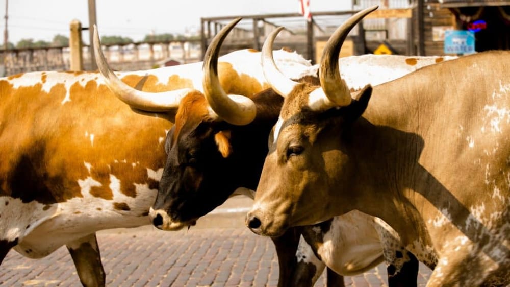 Guided Walking Tour of the Stockyards