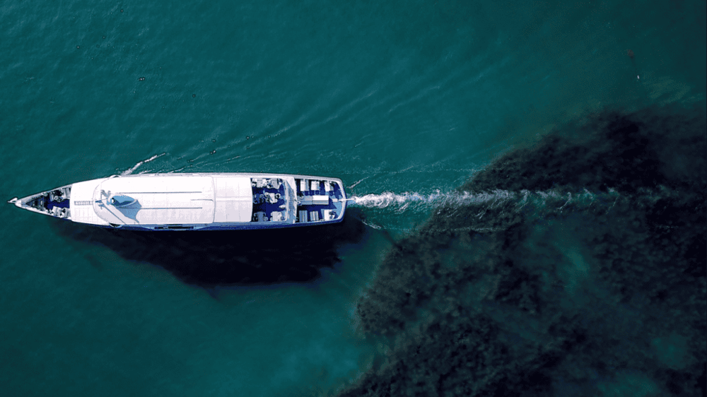 Moore to See Photo Expeditions Boat Tours