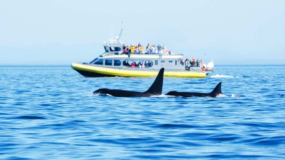Puget Sound Express – Whale Watching Tours