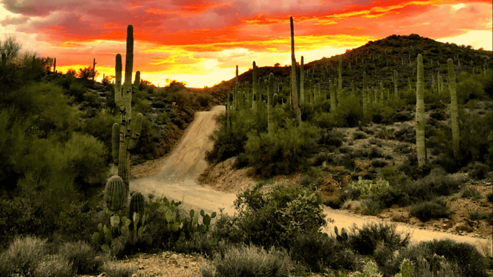 Sonoran Desert Guided 2-Hour UTV Adventure