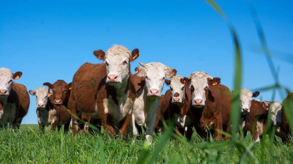 Stockyards City Walking Tour