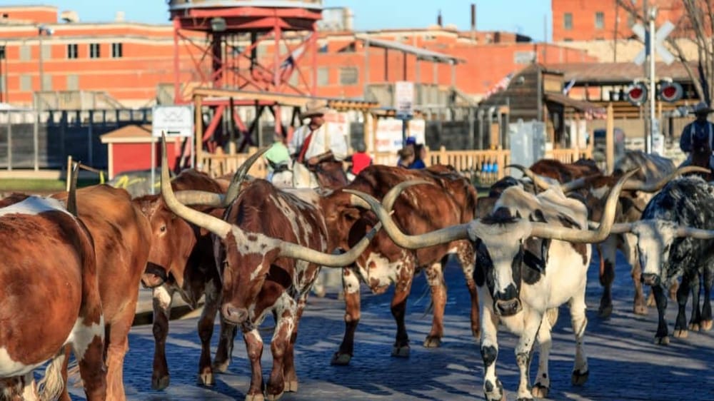 Stockyards History Tour Fort Worth Pub Crawl