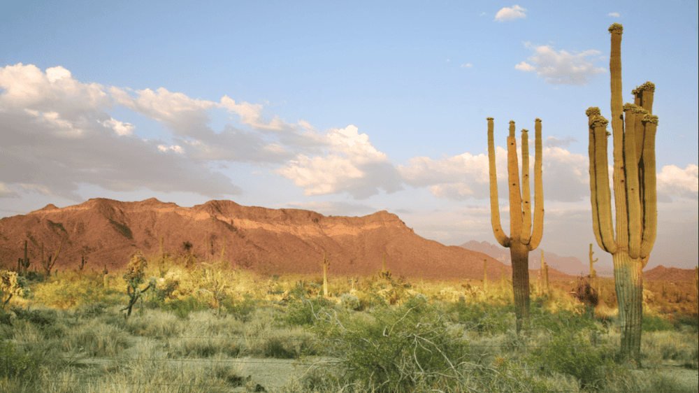 Stunning Sunrise or Sunset Guided Hiking Adventure in the Sonoran Desert