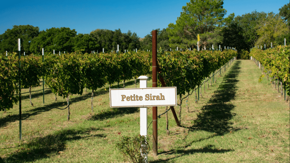 Taste of Fredericksburg Wine Tour