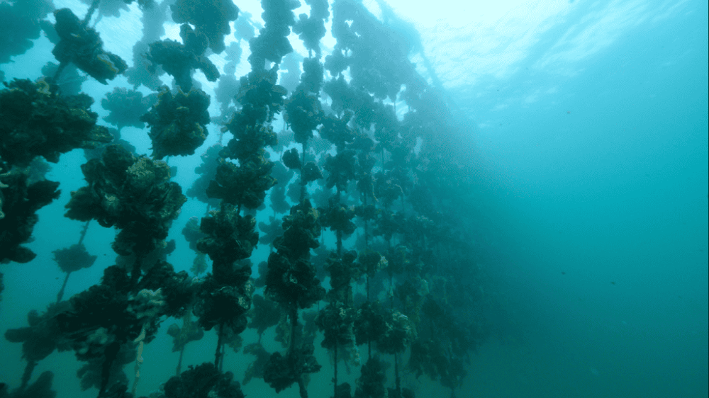 Pleasure House Oysters Boat Tour