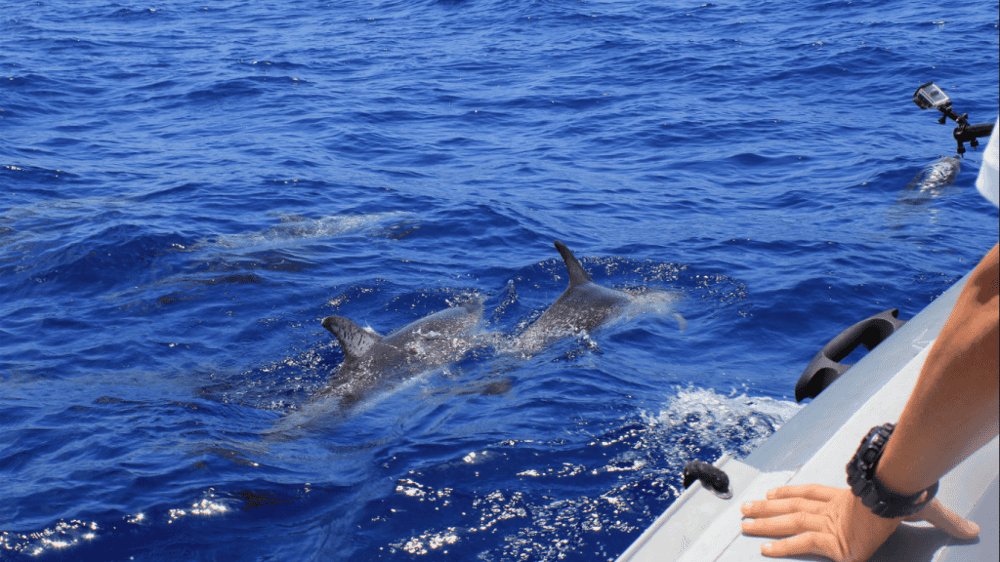 Whale and Dolphin Watching Cruise