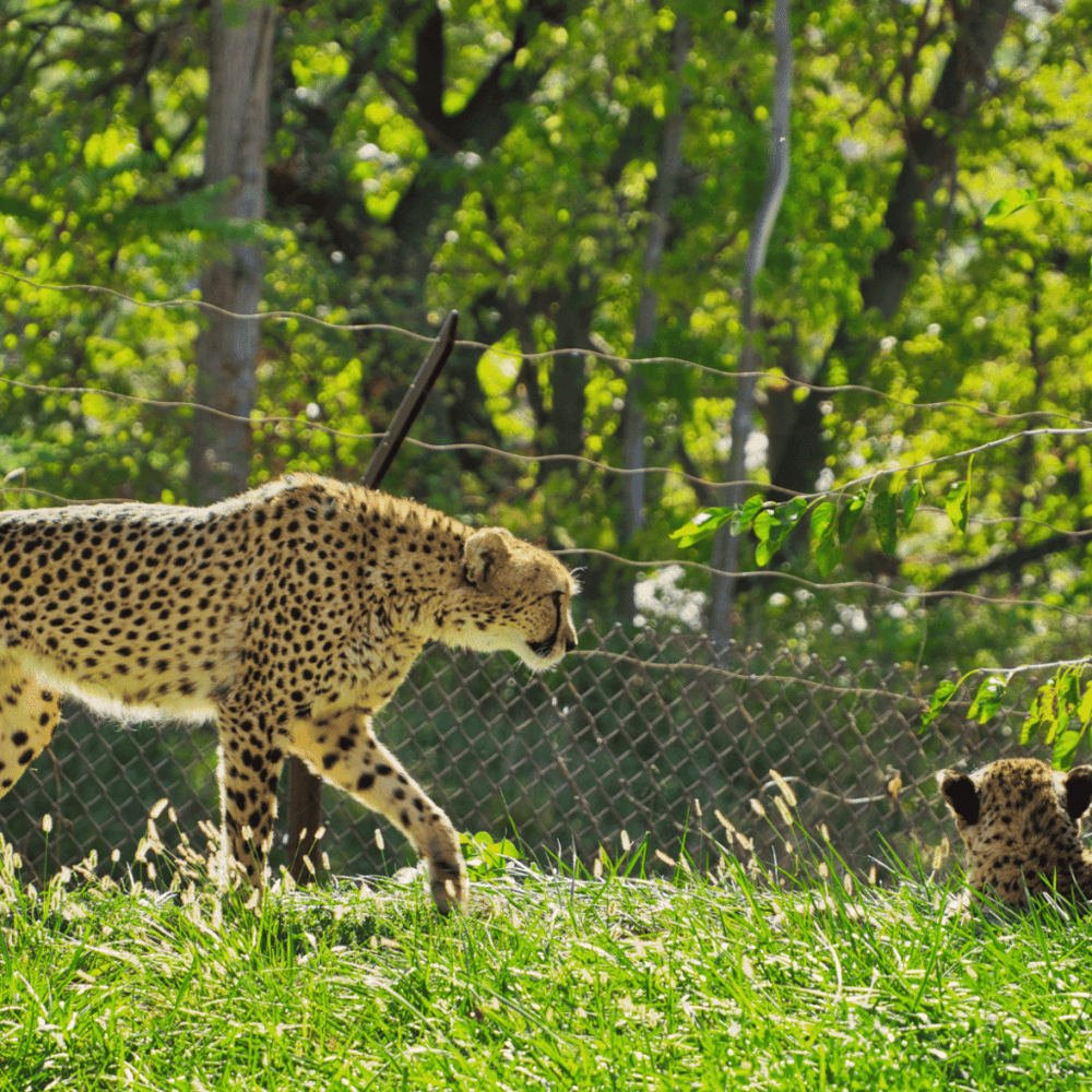 Henry Doorly Zoo and Aquarium