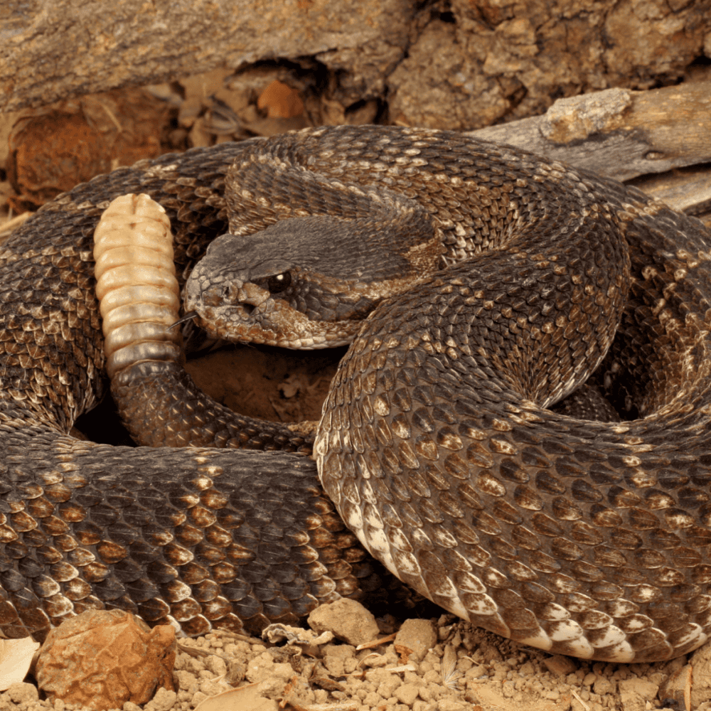 American International Rattlesnake Museum