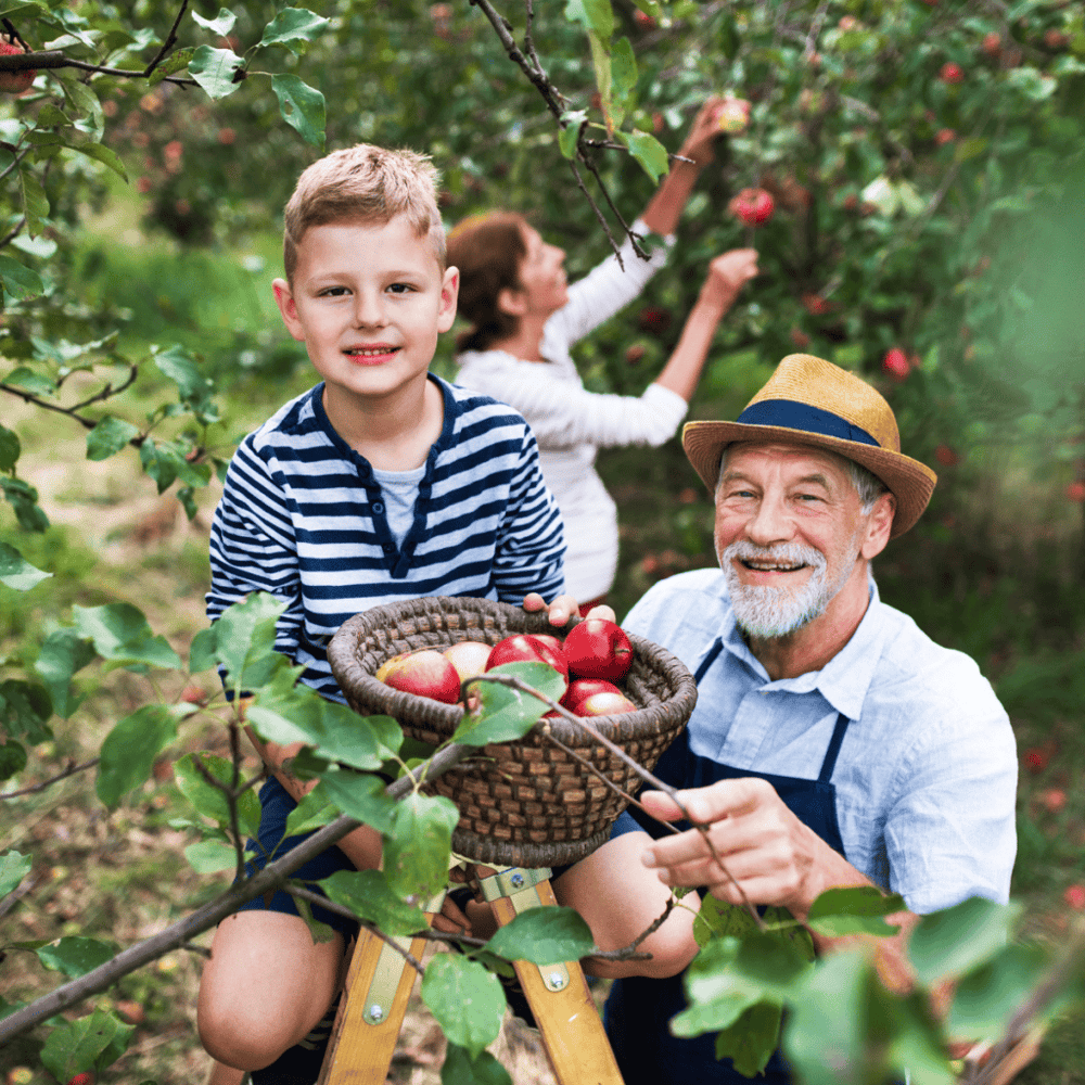 Apple Picking