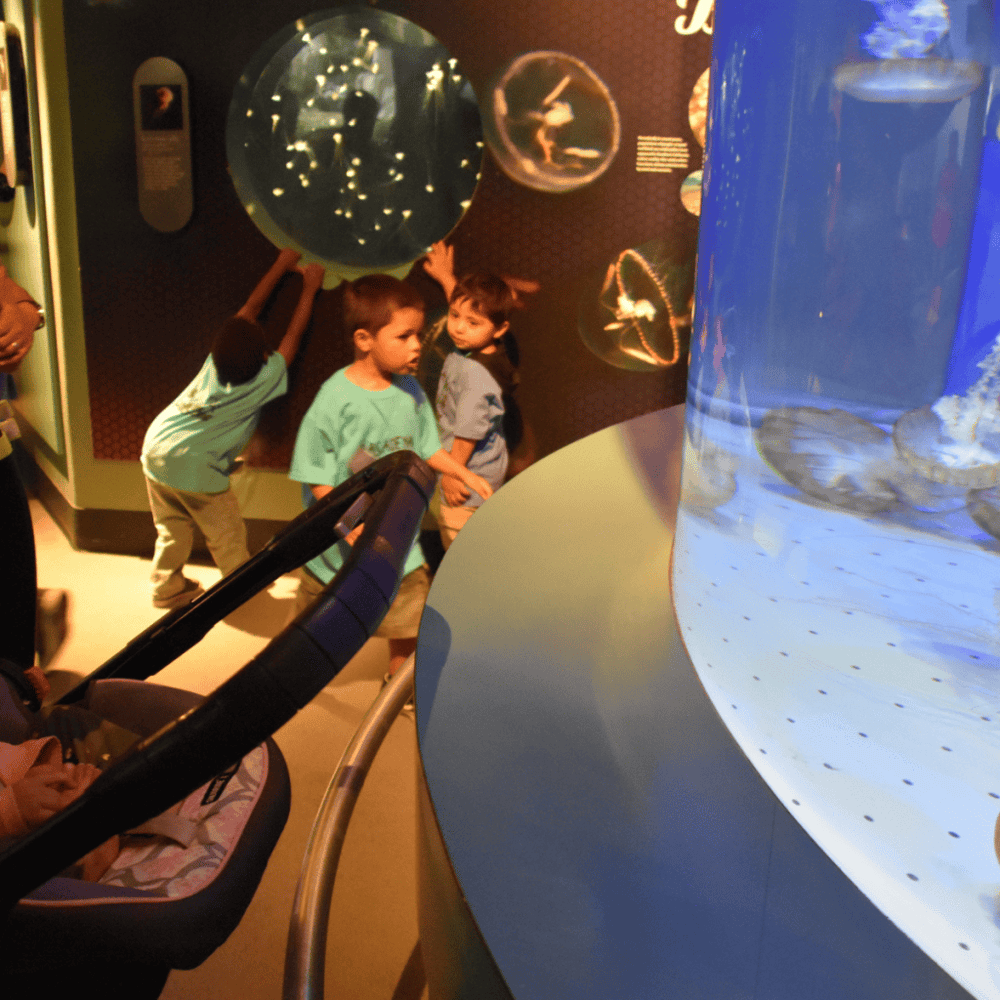 Aquarium of the Pacific