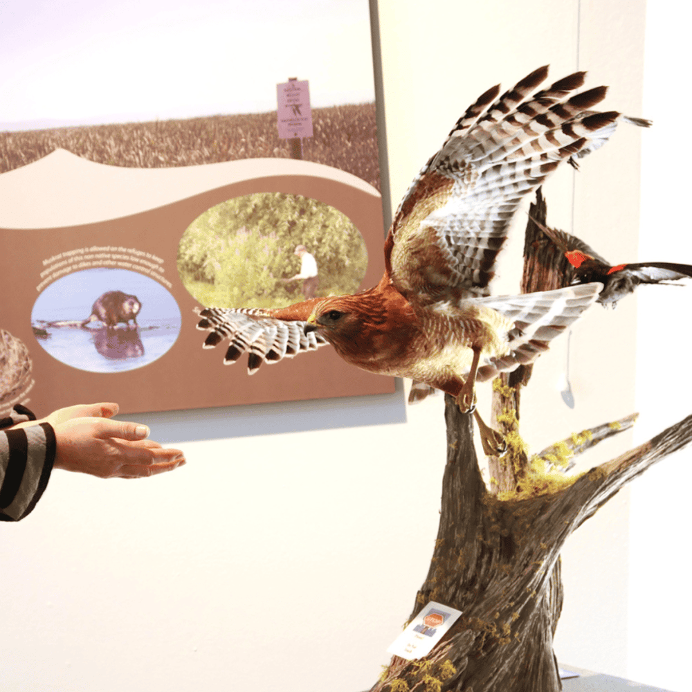 Atlantic Wildfowl Heritage Museum