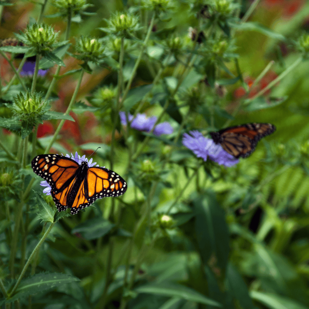 Audubon Butterfly Garden and Insectarium