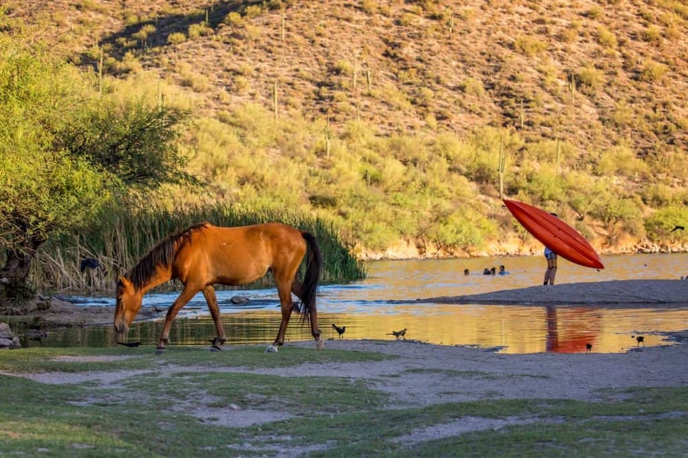 Wild Horse on River With People in Water
