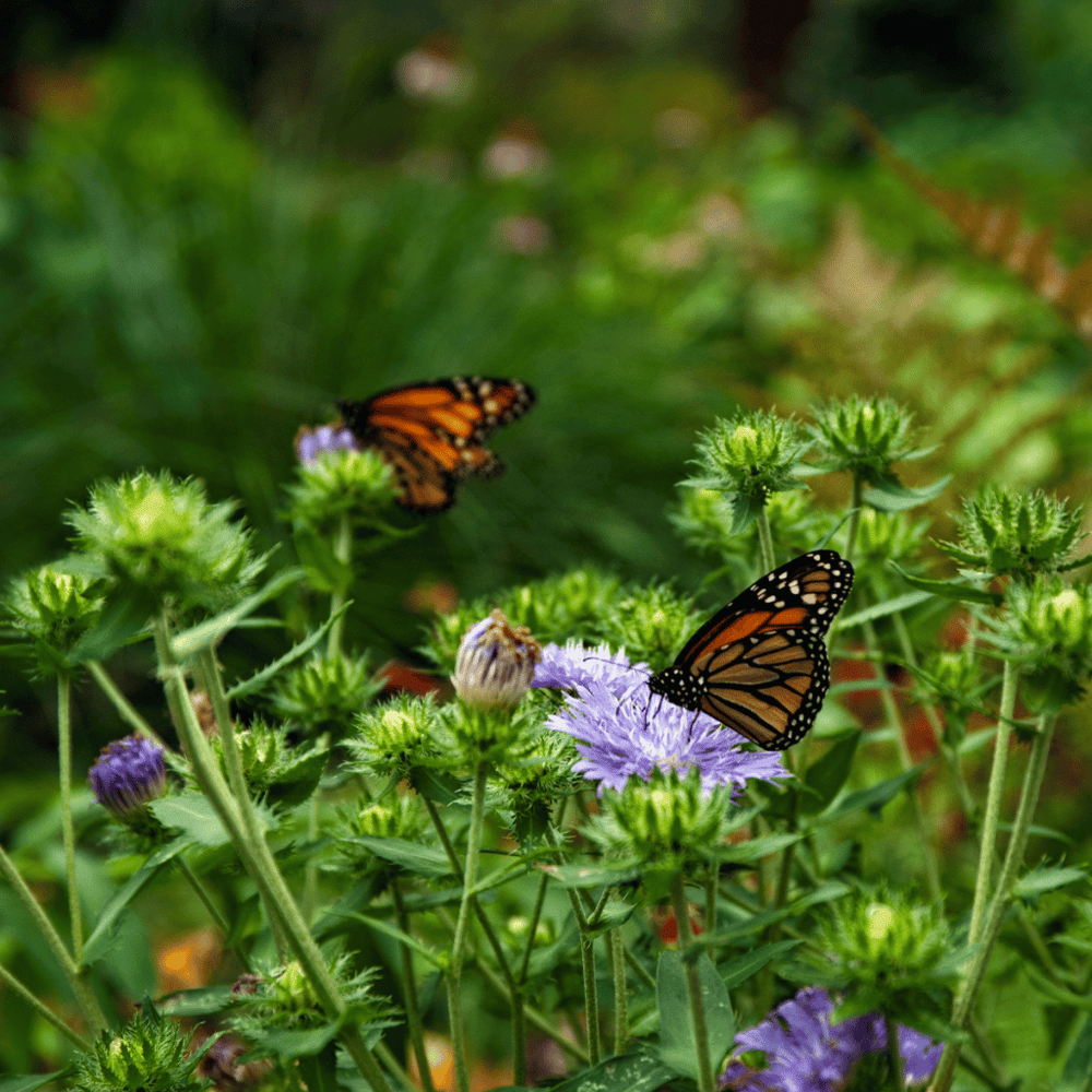 Butterfly Wonderland