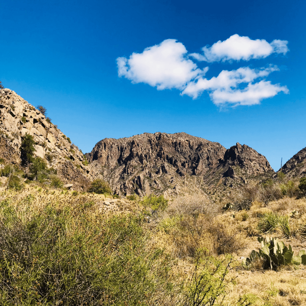 Centennial Museum and Chihuahuan Desert Gardens