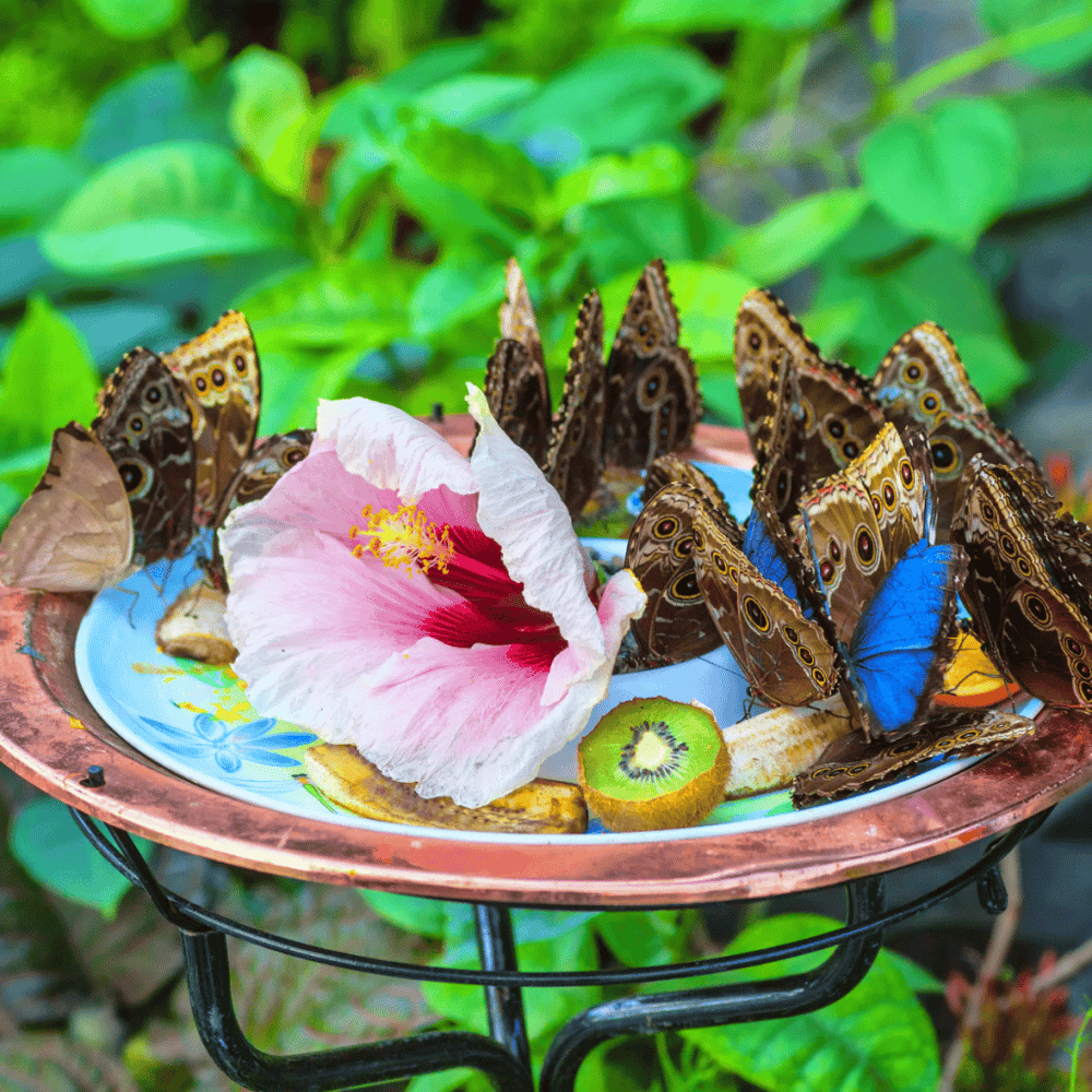 Cockrell Butterfly Center