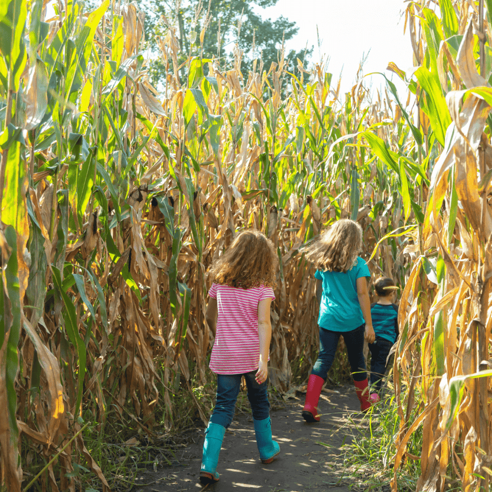 Corn Maze