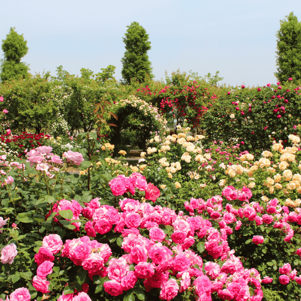 El Paso Municipal Rose Garden