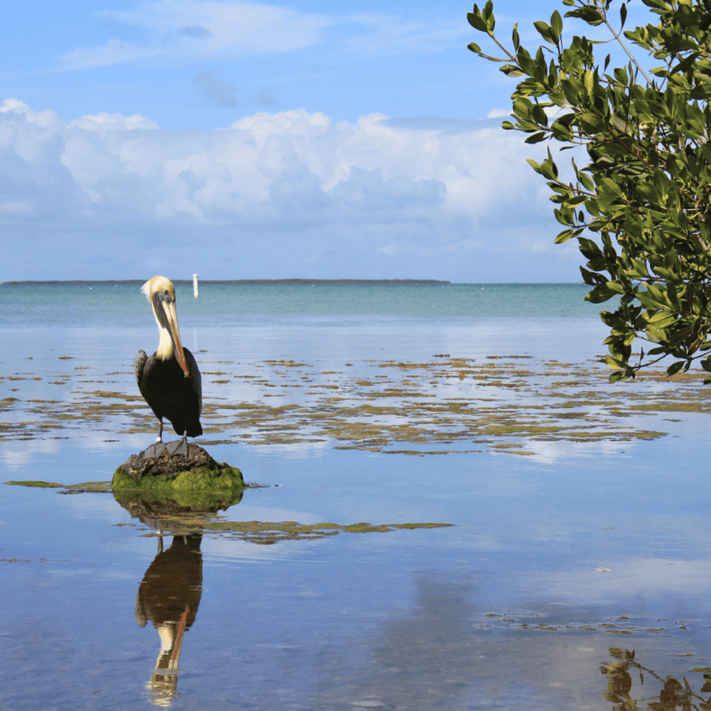 Everglades National Park