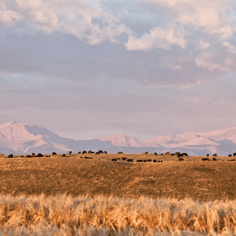 Experience the Flying W Ranch