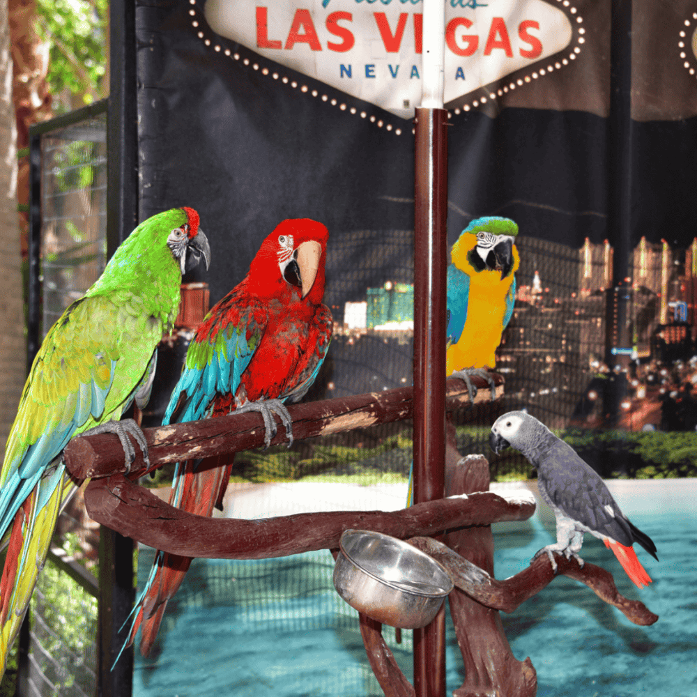 Flamingo Wildlife Habitat