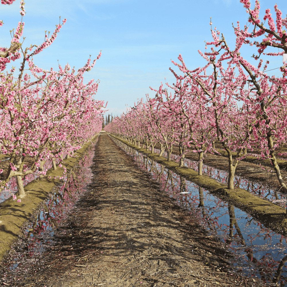 Fresno Blossom Trail