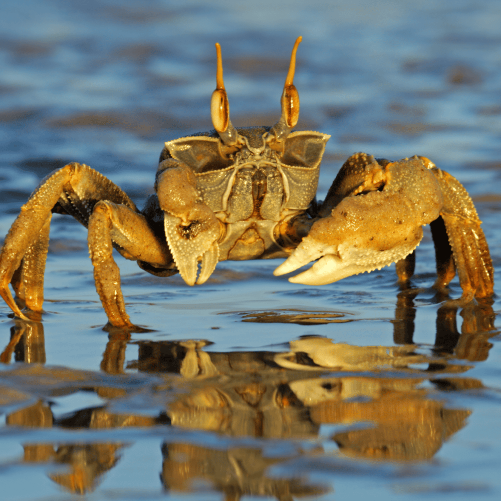 Ghost Crabbing on the Beach