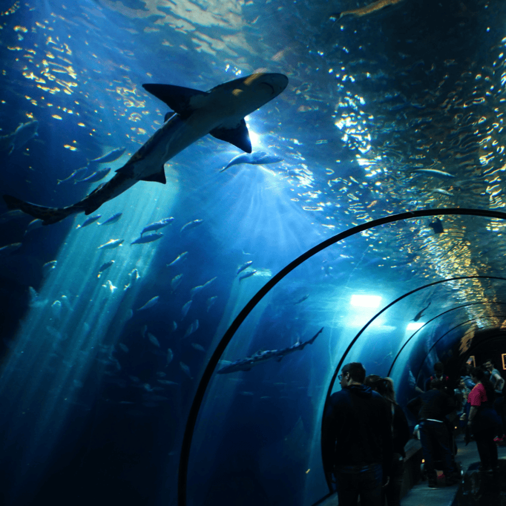 Golden Nugget’s Shark Tank