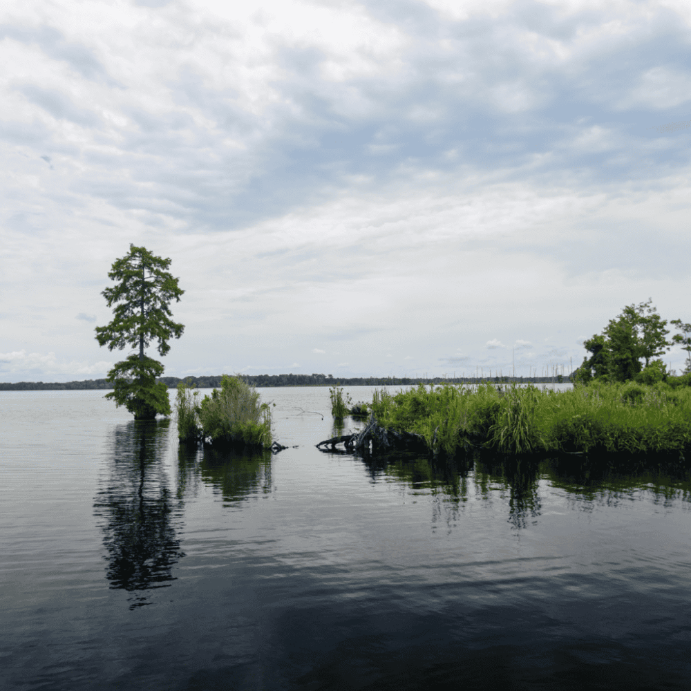 Great Dismal Swamp National Wildlife Refuge
