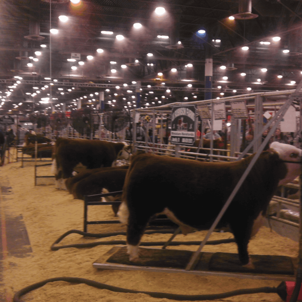 Houston Livestock Show and Rodeo