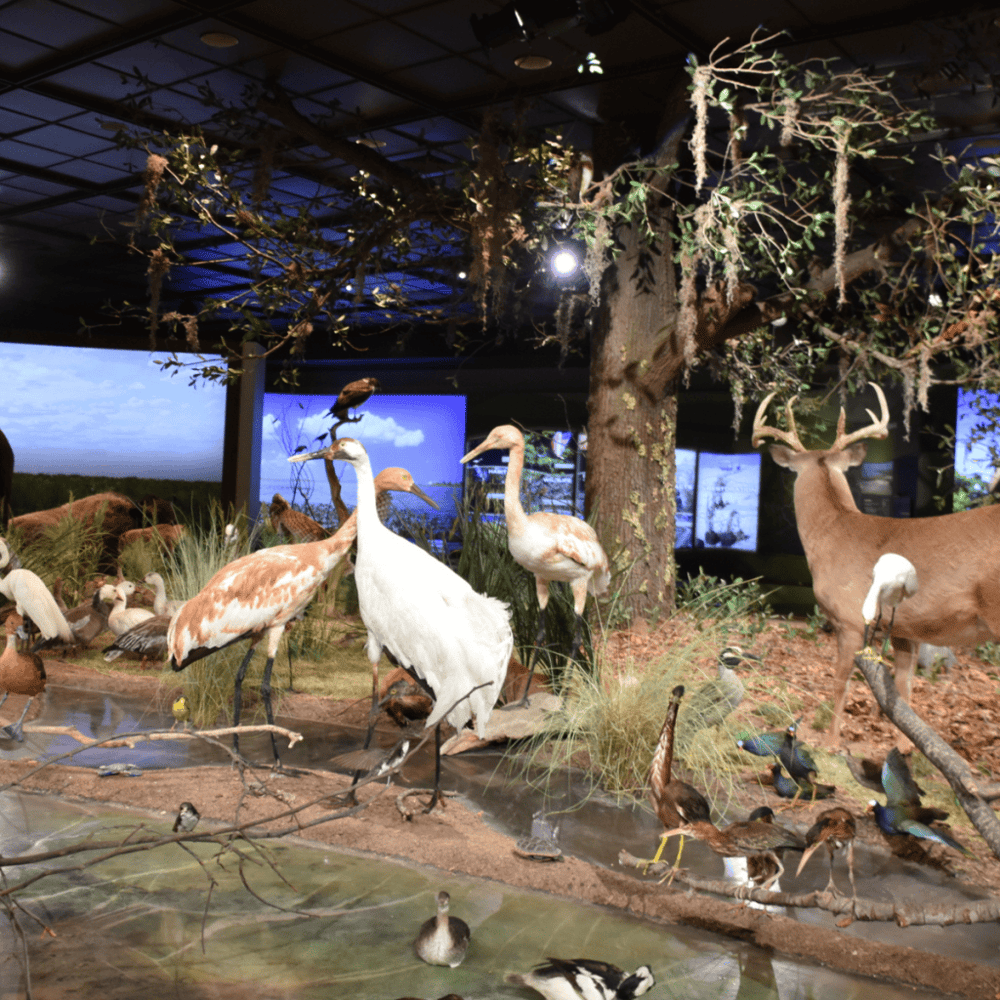 Houston Museum of Natural Science