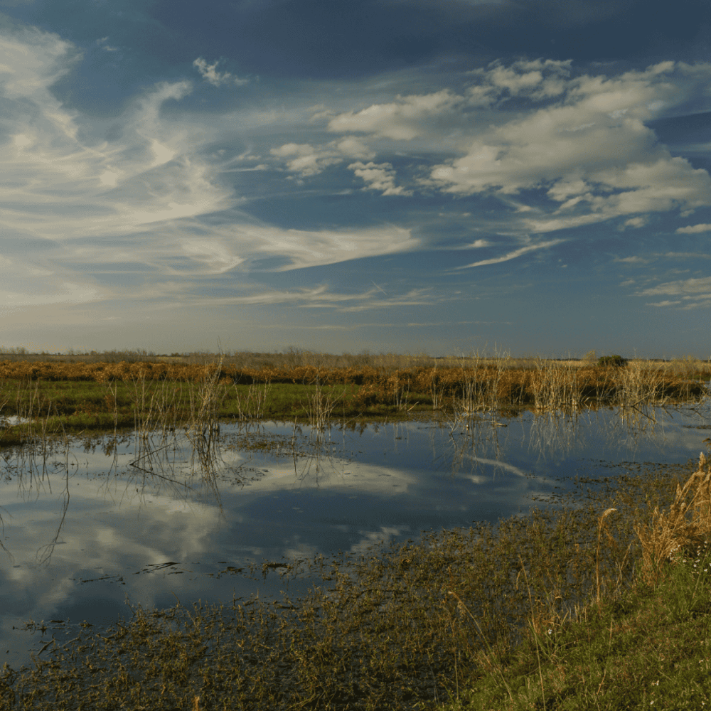 Lake Apopka Wildlife Drive