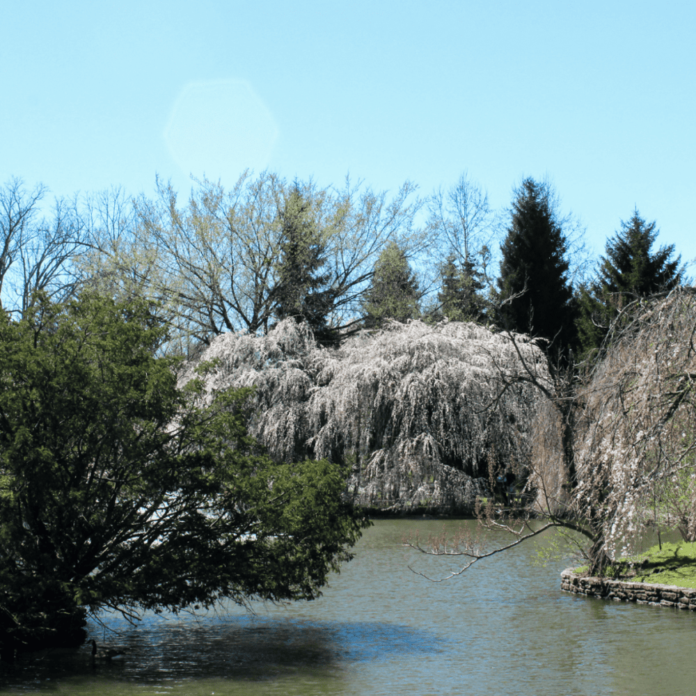 Lexington Cemetery