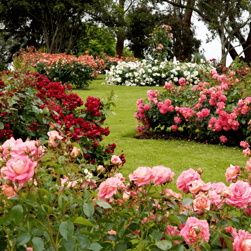 Mesa Community College Garden