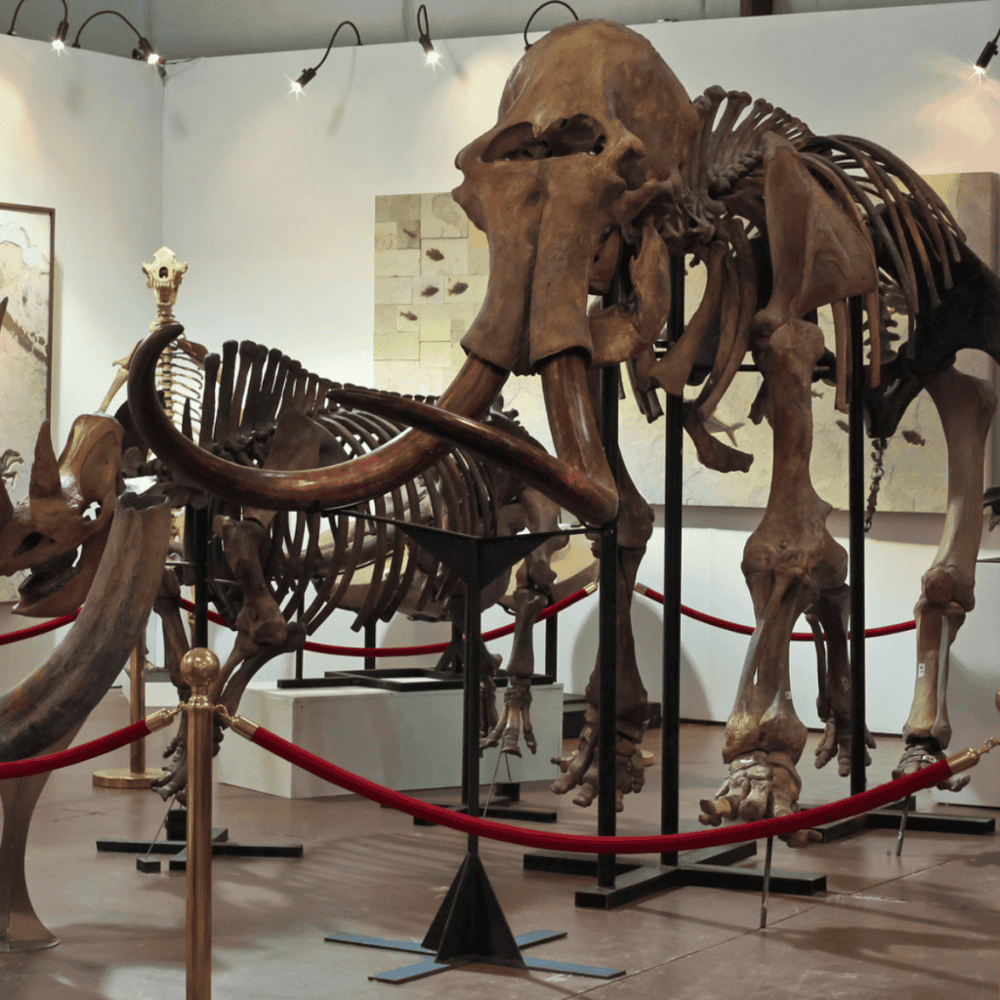 Museum of Osteology