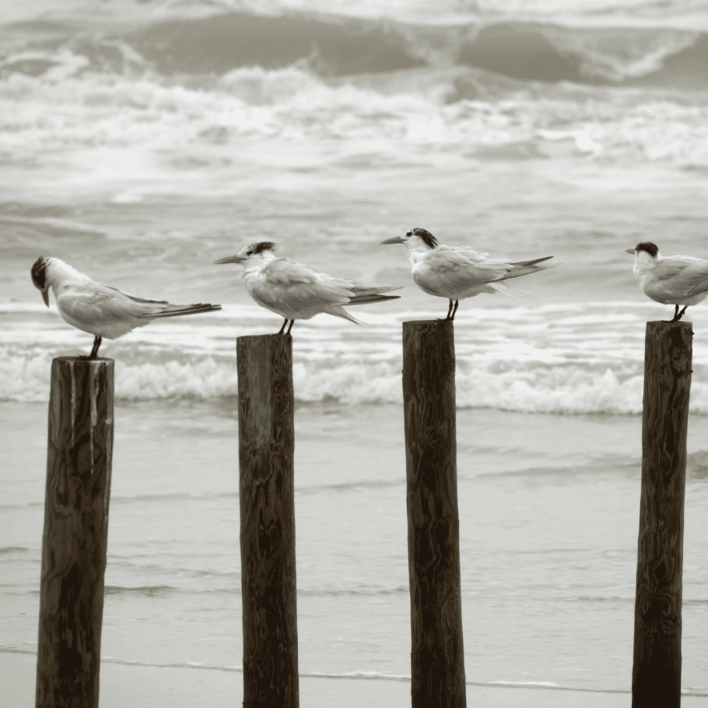 Mustang Island State Park