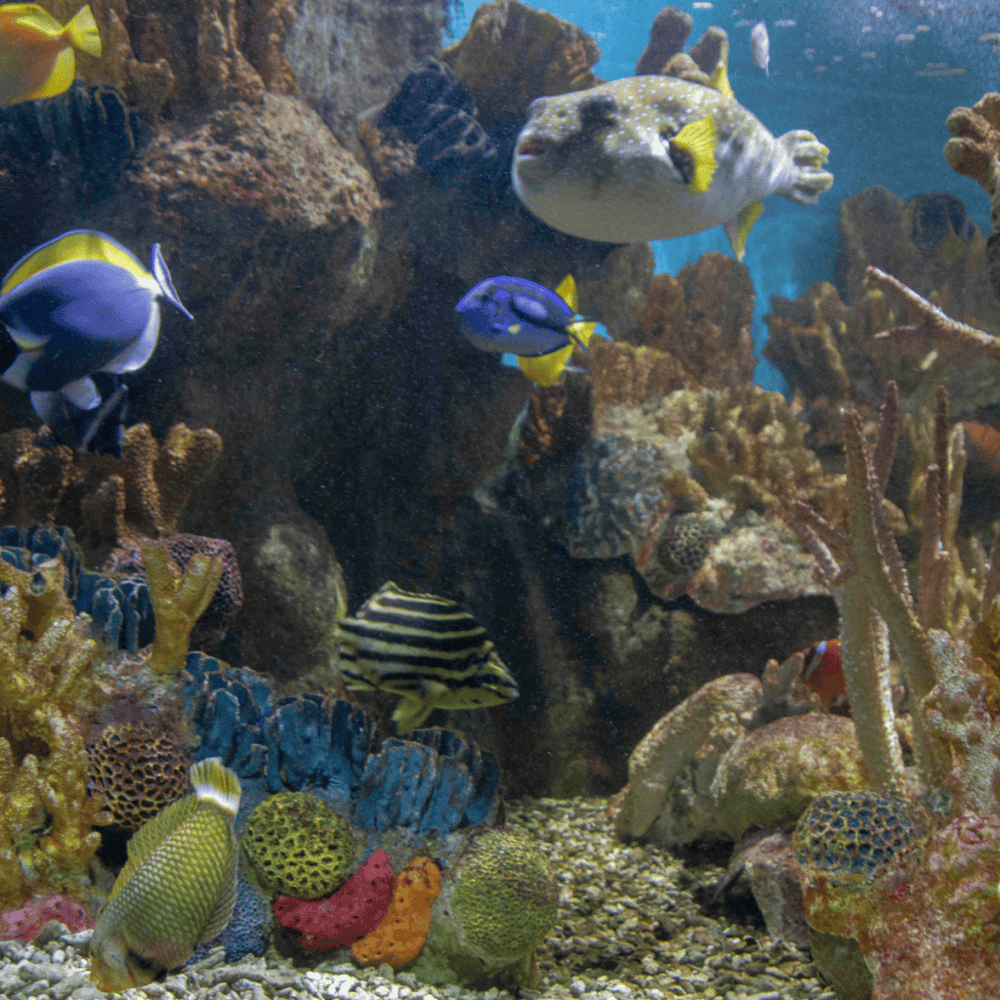 New England Aquarium