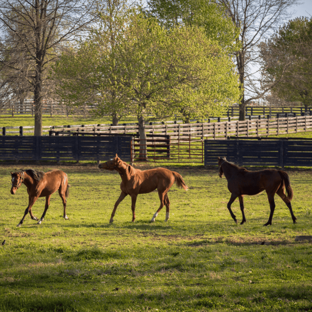 Old Friends Horse Retirement Farm