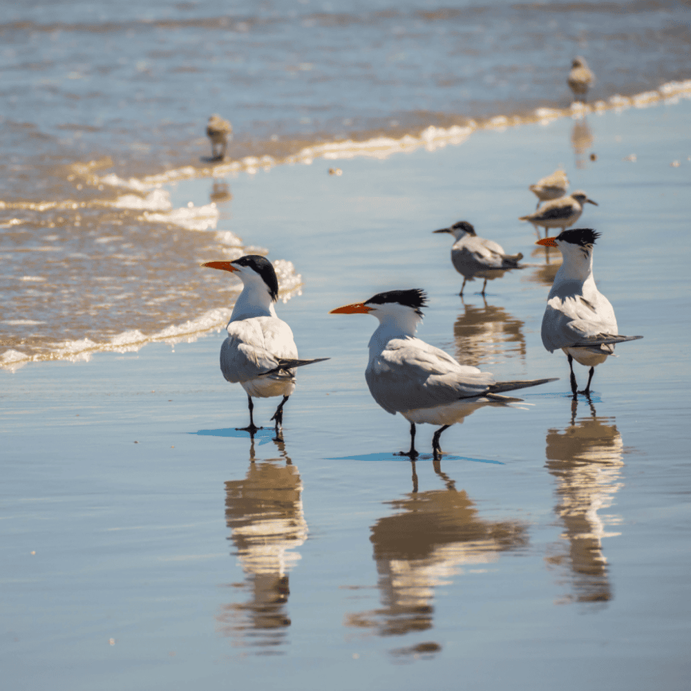 Padre Island National Seashore