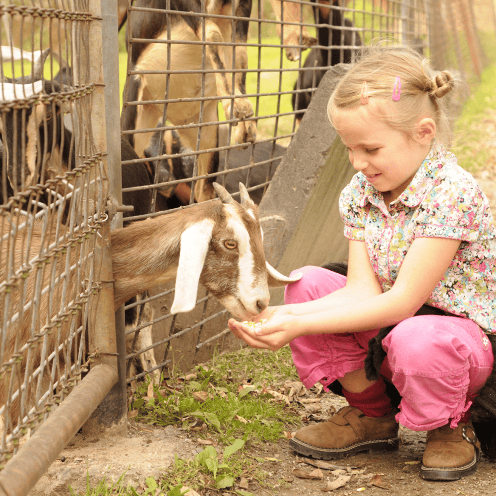 Petting Farms and Animal Encounters