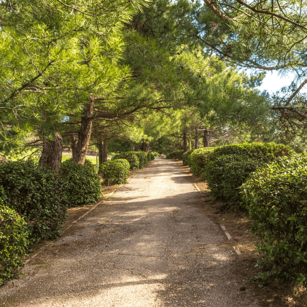 Phil Hardberger Park