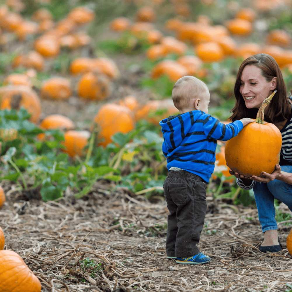 Pumpkin Patch