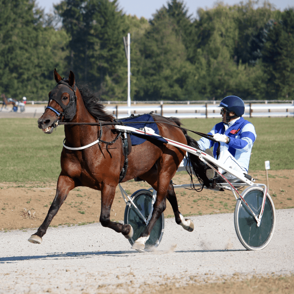 Red Mile Harness Track