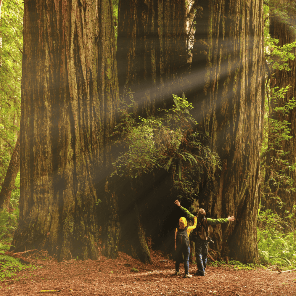Redwood Regional Park