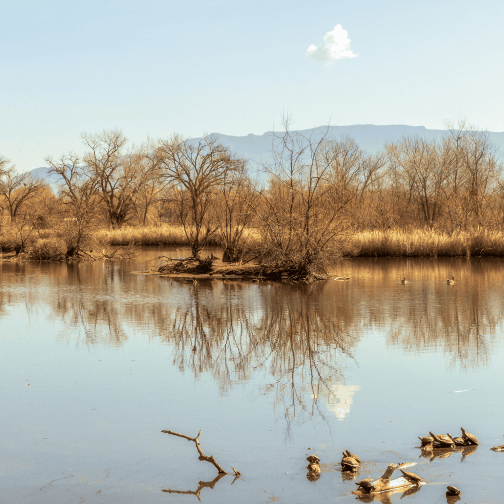 Rio Grande Nature Center State Park