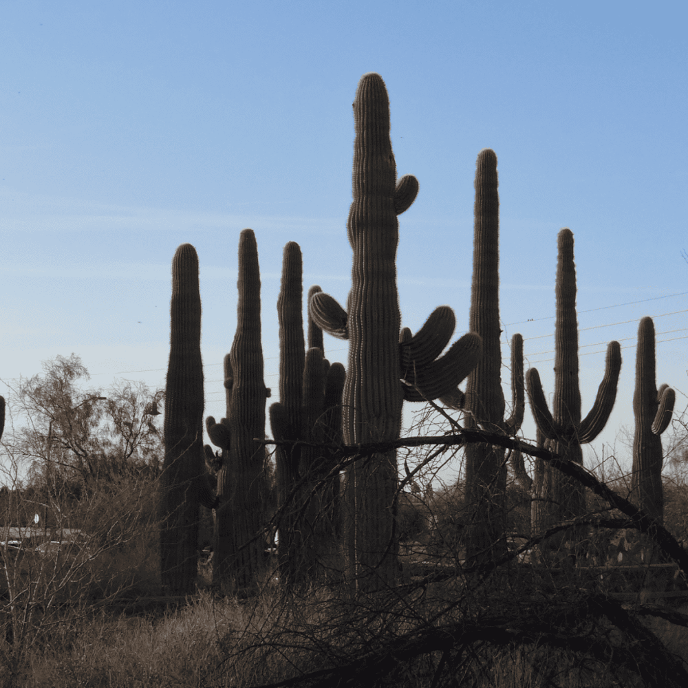 Riparian Preserve at Water Ranch