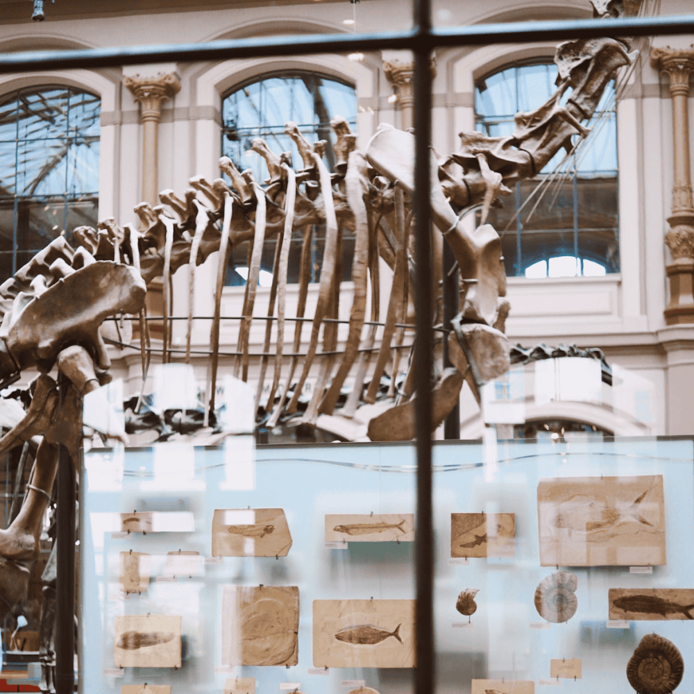 Sam Noble Oklahoma Museum of Natural History